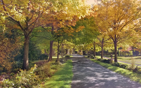 Steeg Een Prachtig Park Omzoomd Door Kleurrijke Gebladerte Van Bomen — Stockfoto