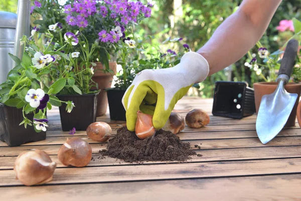 Bahçıvanın Elinde Bahçe Masasındaki Toprakta Bir Lale Soğanı Tutarken — Stok fotoğraf