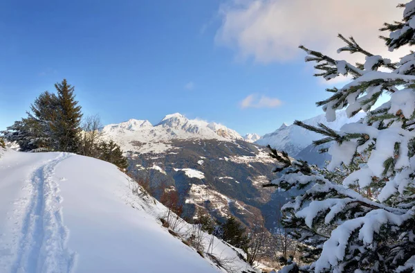 新雪の中をアルプス山の頂上やモミの雪の枝の上を — ストック写真