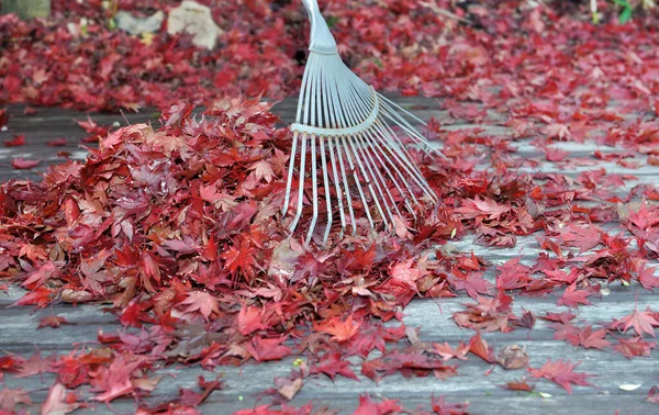 Rake Hög Med Röda Blad Japansk Lönn Föll Trä Terrass — Stockfoto