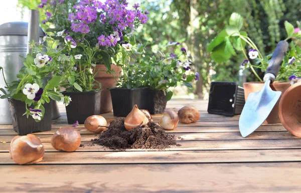 Bulbes Fleurs Sur Une Table Jardin Devant Des Pots Fleurs — Photo