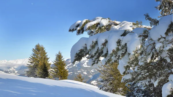 Dicht Auf Schnee Bedeckt Ein Tannenzweig Vor Einem Schneebedeckten Berg — Stockfoto