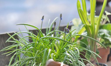 Bir muskarinin çiçek tomurcuğunun yakın çekimi balkondaki saksıda çiçek açmaya başlıyor. 
