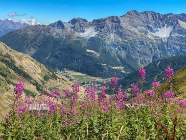 Pembe Alp çiçeklerinin arkasındaki kayalık dağ manzarası ve yazın Aosta Vadisi 'nin aşağısındaki şehir.