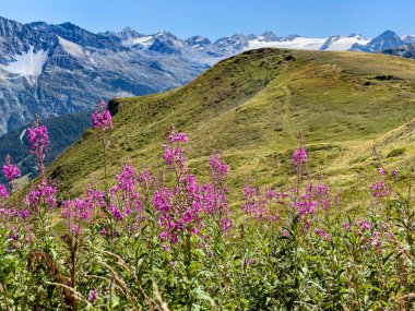 Aosta Vadisi 'nde yaz aylarında kayalık arka planda buzul bulunan güzel yeşil dağ ve pembe alp çiçekleri. 