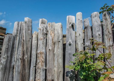 Dikey olarak dizilmiş eski tahtalara yakın ve mavi gökyüzünün altında bir bahçe bariyeri oluşturuyor. 