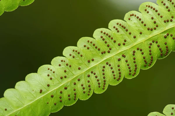 Fern leaf details, Costa Rica