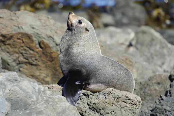 Posing Fur Seal