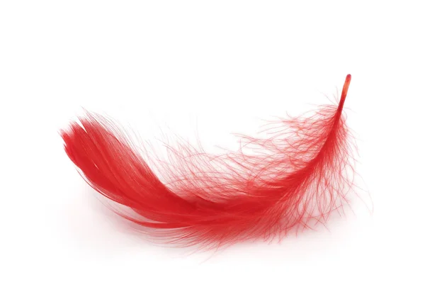 Pluma Roja Sobre Fondo Blanco —  Fotos de Stock