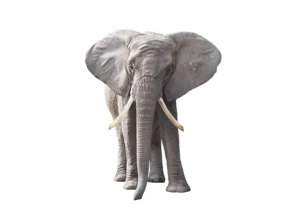 Elefante Africano Isolado Sobre Fundo Branco — Fotografia de Stock