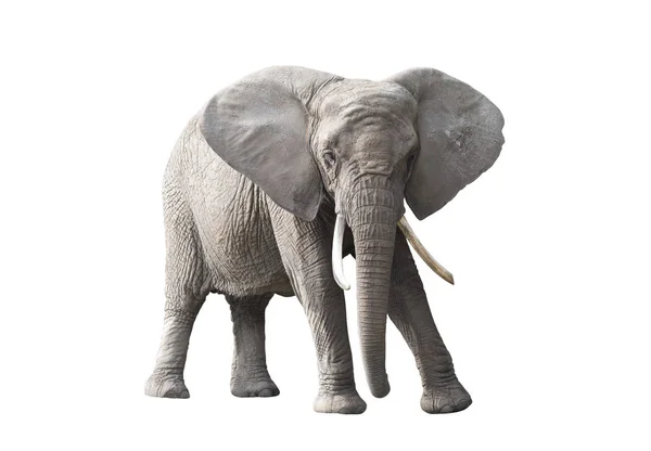 Elefante Africano Isolado Sobre Fundo Branco — Fotografia de Stock