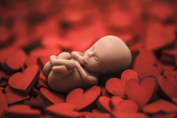 Menschlicher Embryo Auf Vielen Roten Herzen — Stockfoto