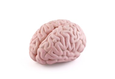 Kırpma yolu ile beyaz arka plan üzerinde izole insan beyin modeli 