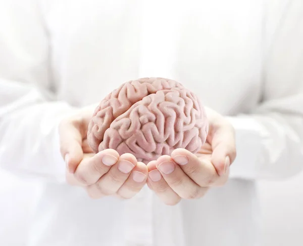 Human Brain Hands — Stock Photo, Image