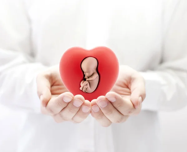 Menschlicher Embryo Rotem Herzen Händen — Stockfoto