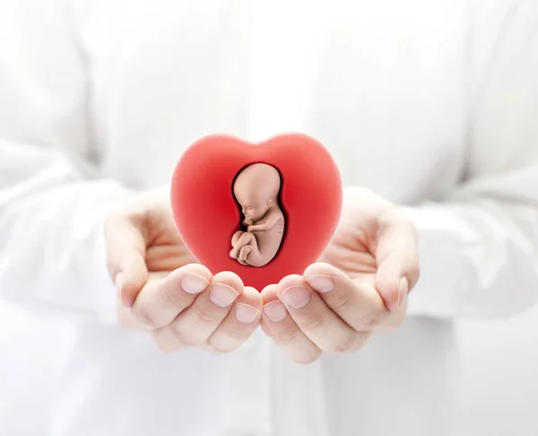 Human embryo in red heart on hands