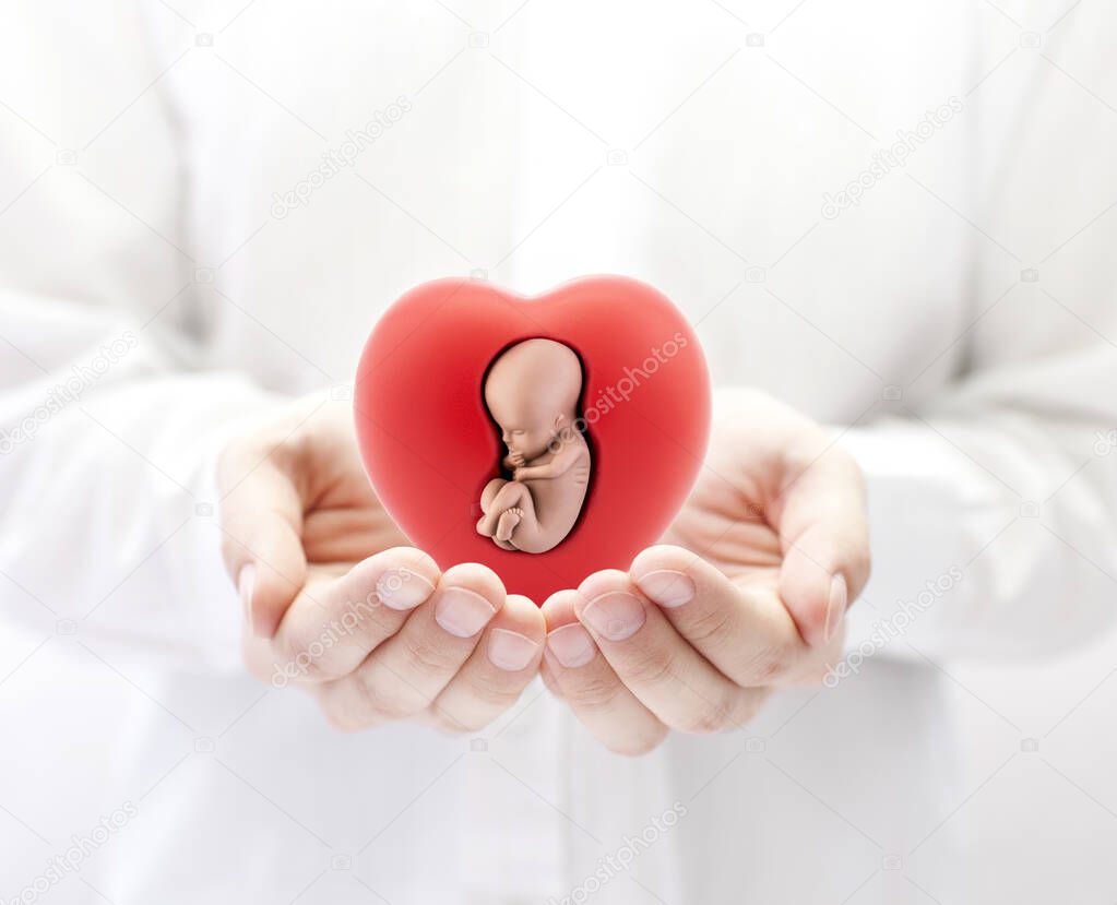 Human embryo in red heart on hands