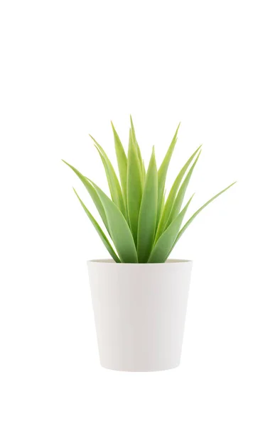 Small Plant Pot Isolated White Clipping Path — Stock Photo, Image
