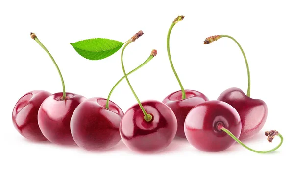 Izolované Třešně Sedmi Sweet Cherry Ovoce Dlouhé Stonky Řadě Izolovaných — Stock fotografie