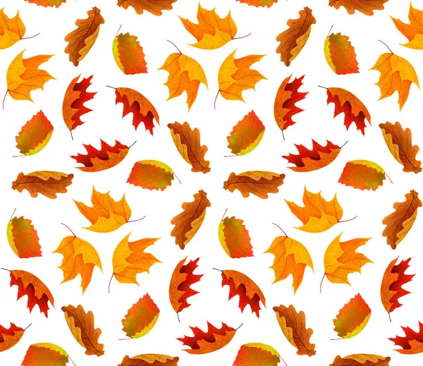 无缝的秋季背景与红色和橙色的叶子查出的白色背景与裁剪路径 — 图库照片