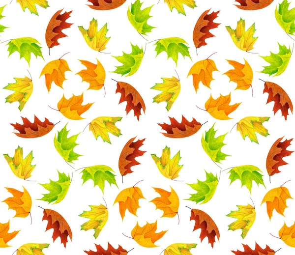 Seamless Background Multicolored Maple Leaves Isolated White Background Clipping Path — Stock Photo, Image