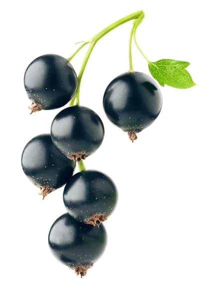 Isolierte schwarze Johannisbeeren — Stockfoto