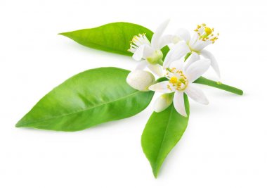 Orange blossoms on a branch clipart
