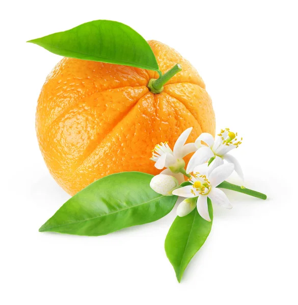 孤立的橙果和花 — 图库照片
