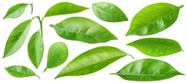 Isolated leaves clipart