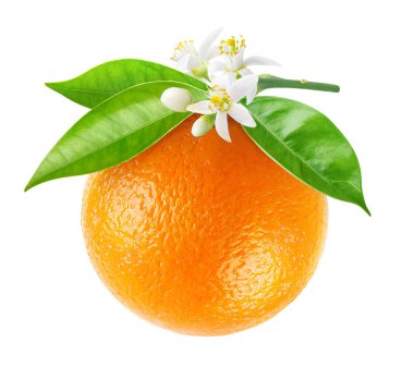 Isolated orange fruit hanging on a branch clipart