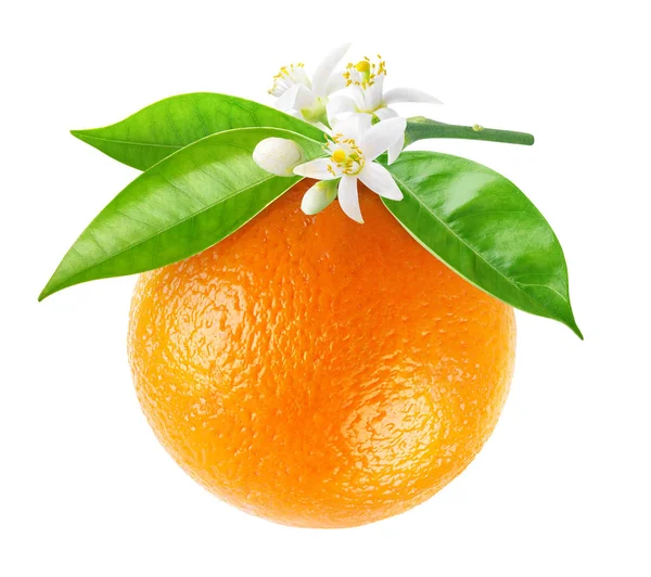 Frutto arancio isolato appeso a un ramo — Foto Stock