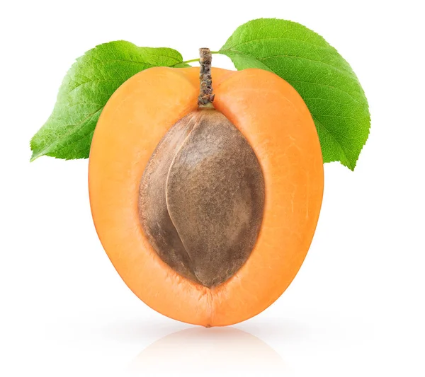 Half of apricot with kernel — Stock Photo, Image