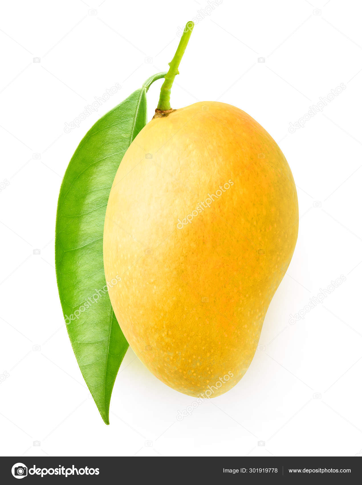 Isolated yellow mango on a branch Stock Photo by ©photomaru 301919778