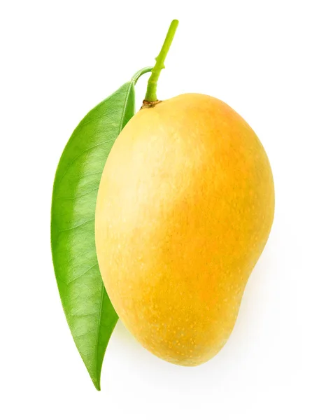 Geïsoleerde gele mango op een tak — Stockfoto