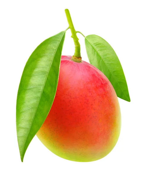 İzole kırmızı mango — Stok fotoğraf