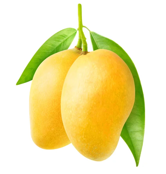 Iki sarı mango — Stok fotoğraf