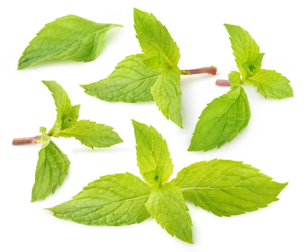 Isolated collection of mint leaves — Stock Photo, Image