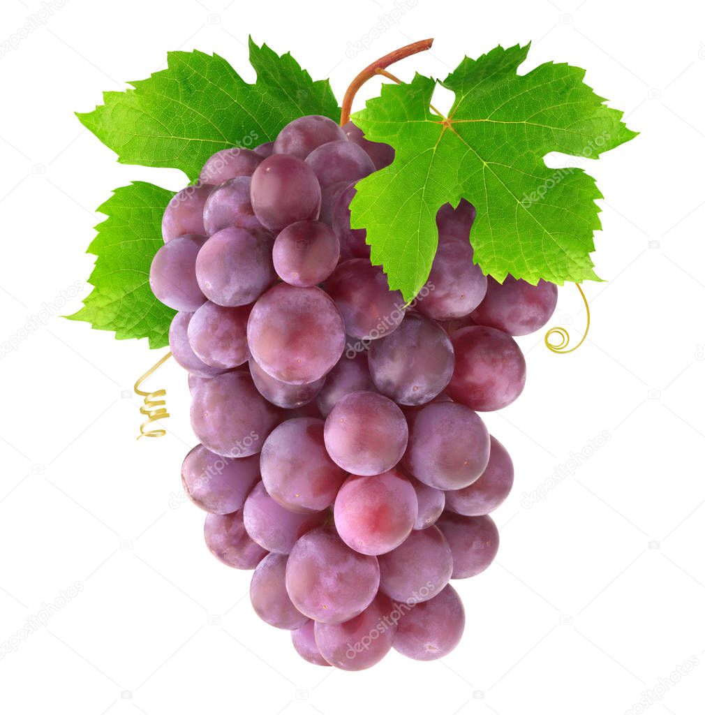 Isolated red grapes on a branch