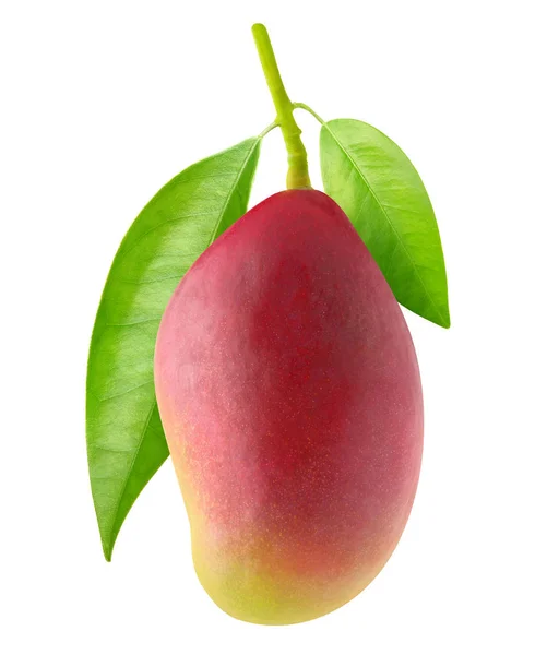 Mango viola isolato — Foto Stock