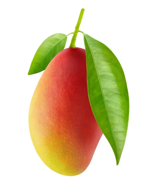 Mango rosso isolato appeso a un ramo — Foto Stock
