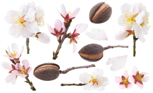 Elszigetelt Mandulagyűjtemény Fehér Rózsaszín Mandula Virágok Gyümölcsök Elszigetelt Fehér Alapon — Stock Fotó
