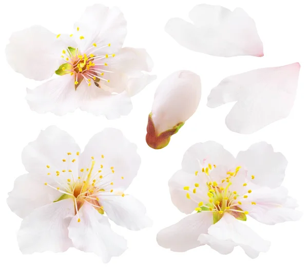 Collezione Fiori Mandorlo Isolati Fiori Mandorlo Bianco Isolati Sfondo Bianco — Foto Stock