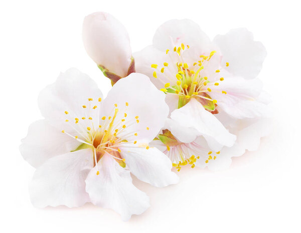 White almond tree blossoms isolated on white background