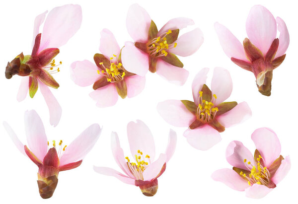 Isolated almond flowers. Collection of pink almond tree blossoms of different shapes isolated on white background