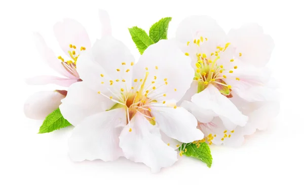Zole Edilmiş Çiçek Açan Badem Beyaz Arka Planda Yaprakları Tomurcukları — Stok fotoğraf