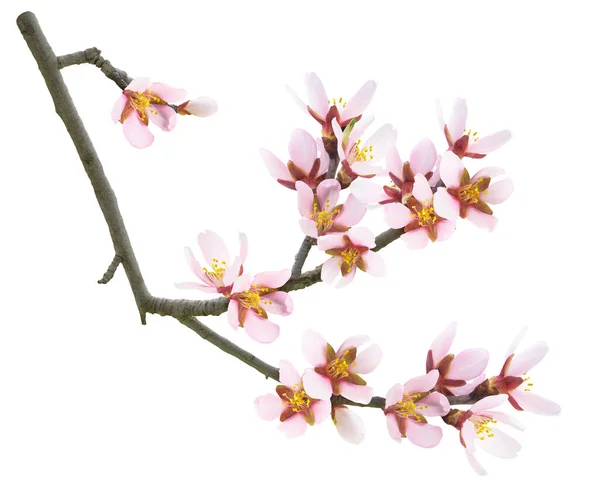 孤立的杏仁花 春天里杏树的枝干 开着粉红的杏花 背景是白色的 — 图库照片