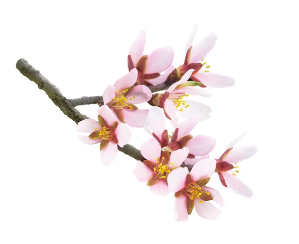 粉红杏仁花在白色背景下隔离的枝条上 — 图库照片