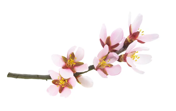 Rózsaszín Mandula Virágok Egy Ágon Tavasszal Elszigetelt Fehér Háttér — Stock Fotó