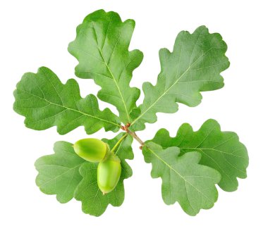 Beyaz arkaplanda iki meşe palamudu var.