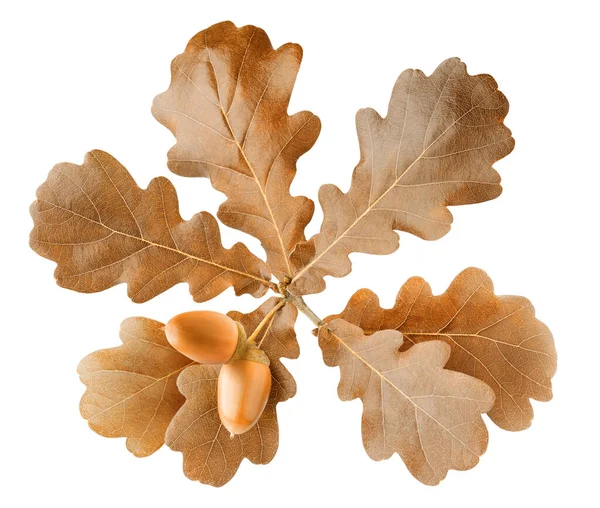 Dva Zralé Žaludy Podzimním Dubu Větev Hnědými Listy Izolované Bílém — Stock fotografie